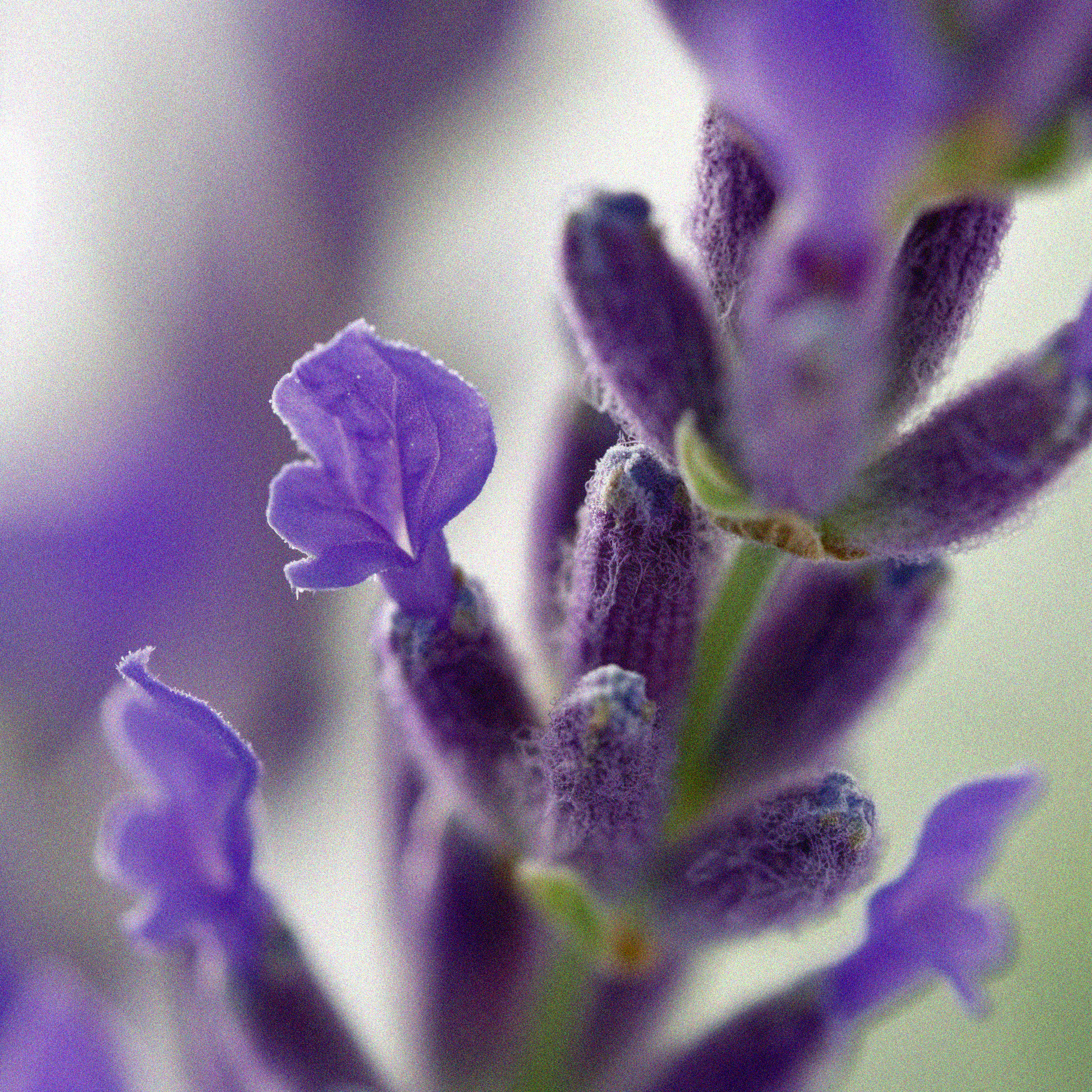 Aromatherapy and the Brain — what is actually happening in our brains when we smell?